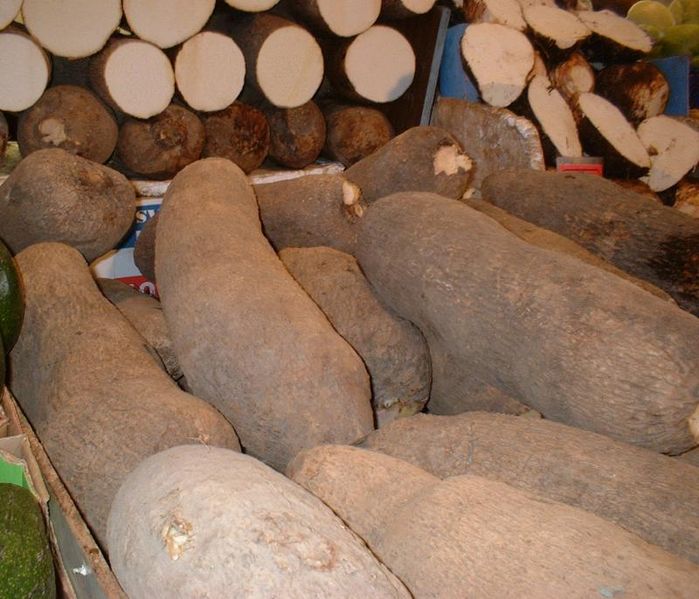 Yams In Africa. World yam collection in