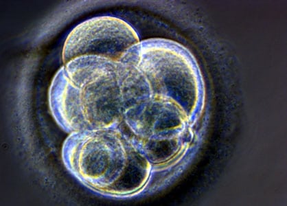Cellules souches : les impératifs de la science