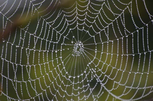 Création de vers à soie transgéniques produisant du fil de toile d'araignée