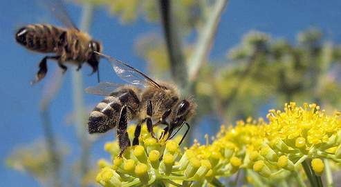 Abeilles - (Crédits photo : wolfpix) 