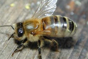 Abeille - image : Physorg