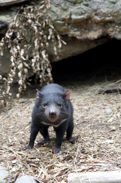 Tasmanian devil - Credit: Cameron Wells, Walter and Eliza Hall Institute