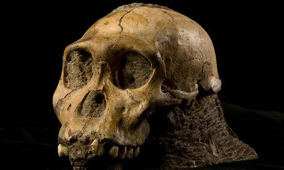 Australopithecus sediba découvert à Malapa