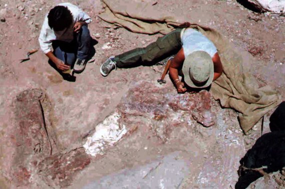 En 2006, le fossile d'un Cathersaura, un dinosaure long de 20 mètres, avait été découvert en Patagonie - Photo: Archives AFP