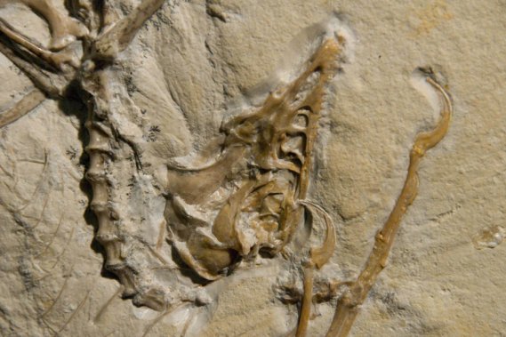 Un fossile d'Archéoptéryx. Photo: AFP