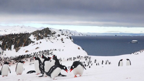 Antarctique manchots