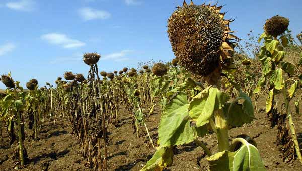 tournesols