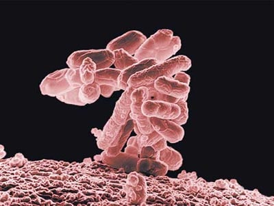 Escherichia coli - crédit : Université de Lausanne
