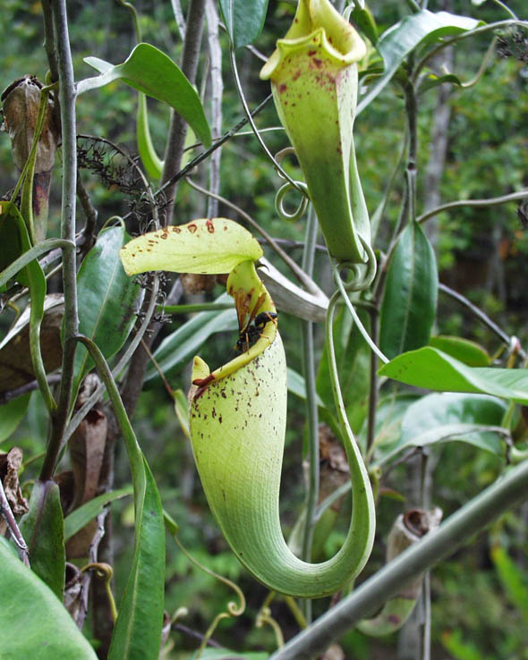 © Laurence Gaume-Vial - La plante grimpante, Nepenthes rafflesiana, avec ses urnes foliaires aériennes.