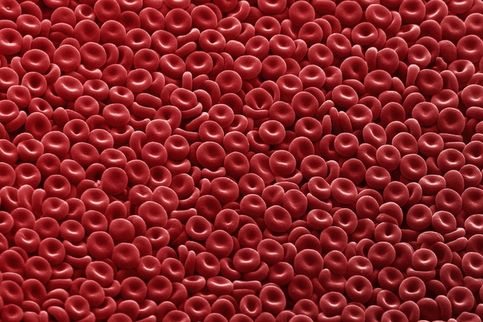 Un tapis de globules rouges. Annie Cavanagh, Wellcome Images