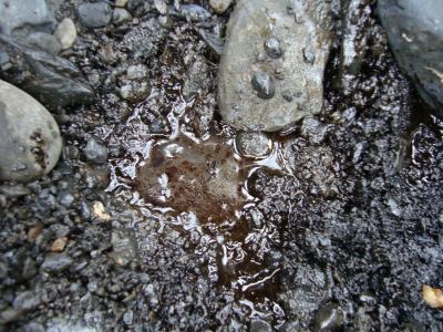 Du brut au fond d'un trou creusé par les chercheurs sur la plage, sur l'île d'Eleanor. (Center for Natural Resources Development and Protection)