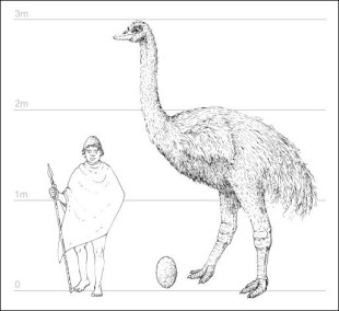 Les chercheurs ont réussi pour la première fois à obtenir des séquences d'ADN du plus lourd oiseau ayant existé, l'oiseau-éléphant (Aepyornis), disparu de Madagascar vers 1700 à la suite de la colonisation européenne. © 2010 AFP (Irène Delui)