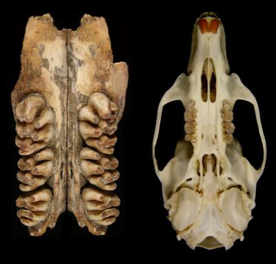 Machoires plus grand rat qui ait jamais vécu, par rapport avec le crâne d'un rat noir (à droite). Aplin Ken , CSIRO