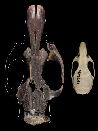 Crâne du rat géant disparu à côté de l'actuel rat noir (crâne de droite) - Aplin Ken , CSIRO