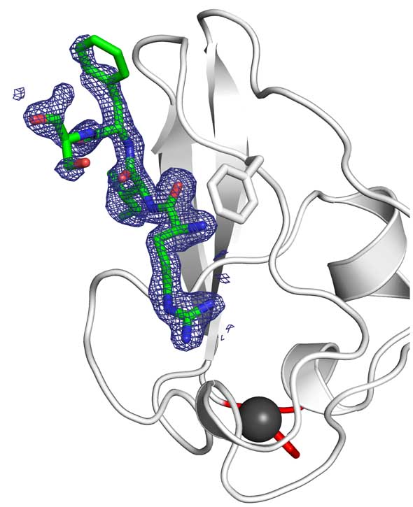 Reconnaissance d’un résidu d’arginine au codon d’initiation  