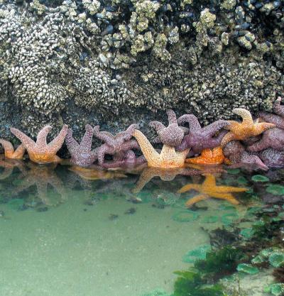 Caption: Sea stars (Pisaster ochraceous) are predators that can control local population abundance within rocky intertidal communities by consuming the dominant mussel (Mytilus californianus). Credit: Dr. Tarik C. Gouhier