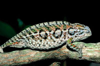 Madagascar is a hotspot of extinctions (21 percent local extinctions) and members of the Chamaeleonidae family (Pictured here: Furcifer lateralis) are currently going extinct.