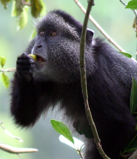 Cercopithecus campbelli campbelli