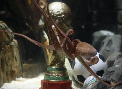 Paul le poulpe a eu 100% de réussite dans ses estimations durant cette Coupe du monde. Lui aussi a le droit à son trophée ! (REUTERS)