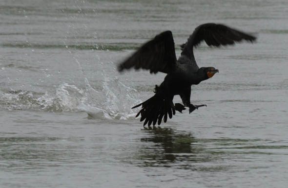 Un oiseau victime de la marée noire, à Venice. @AFP PHOTO/Mark RALSTON