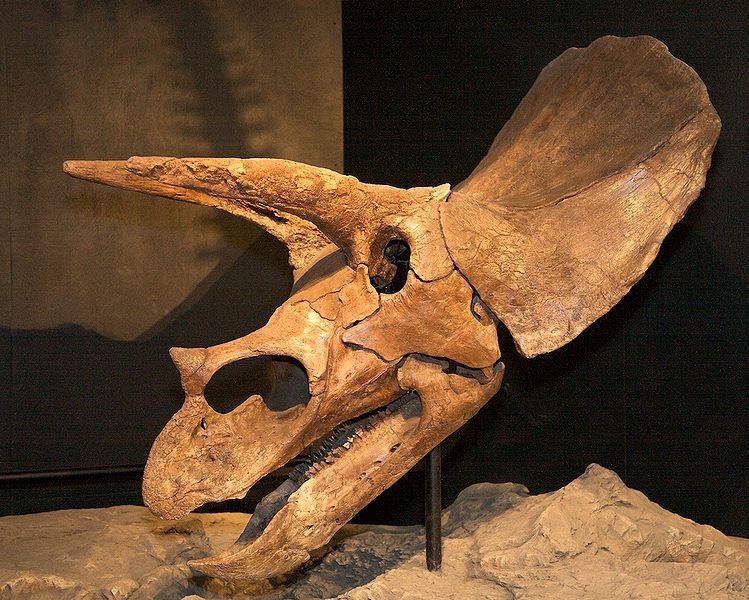 La nouvelle espèce découverte en Mexique a cornes les plus longues de toute dinosaures jamais découvert. Credit: commons.wikimedia.org 