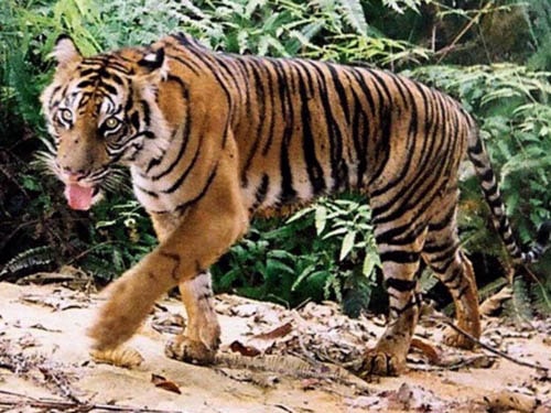 Une tigresse et ses petits filmés par une camera-piège