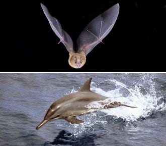 Le chiroptère Pteronotus davyi et le dauphin de l'océan Indien Tursiops aduncus. (Barry Mansell/Superstock/Sipa)(Rex Features)