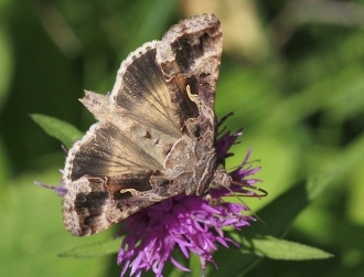 La noctuelle Autographa gamma, l’une des espèces étudiées par Chapman, voyage à 425 mètres de hauteur. Image courtesy of Ian Woiwod