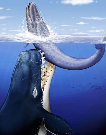 Vision artistique du Leviathan Melvillei attaquant une baleine à fanons de 7 mètres. (C. Letenneur/MNHN) 