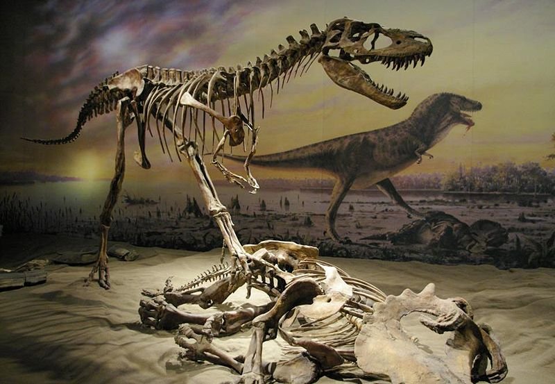 Albertosaurus Cretaceous Dinosaur - image: fossilmuseum.net