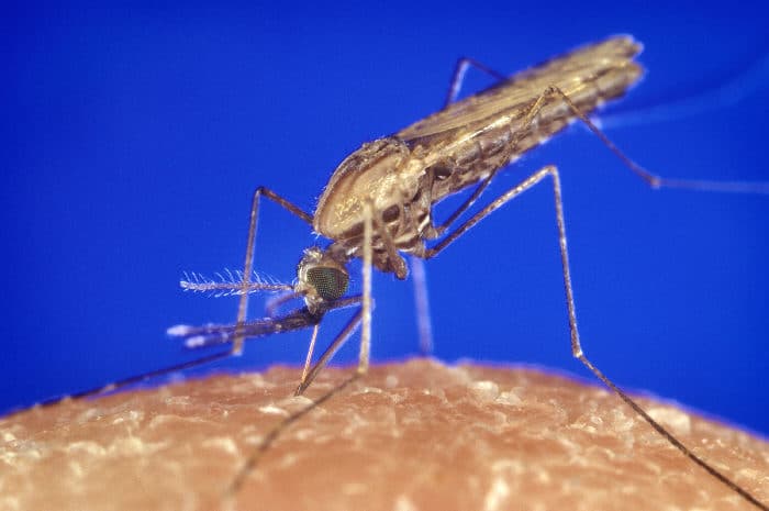 moustique paludisme