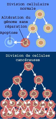 développement du cancer