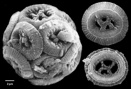 Chiasmolithus danicus (Scanning elektron mikroskop-fotografi af Morten L. Hjuler 1999). 