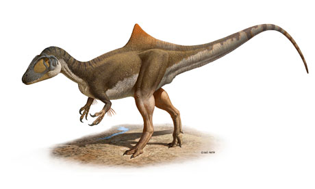 dinosaure Concavenator corcovatus