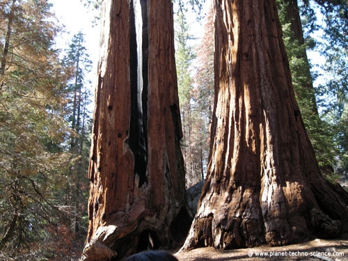 séquoias géants - crédit : Planet-Techno-Science
