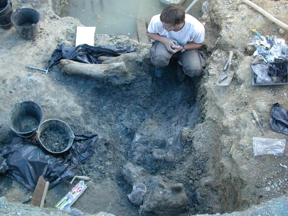 Sur la droite, une partie du fémur géant (dépassant 2,2 mètres de long) d'un sauropode et sur la gauche un tronçon d'humérus du même animal.