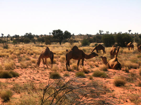 chameaux sauvages