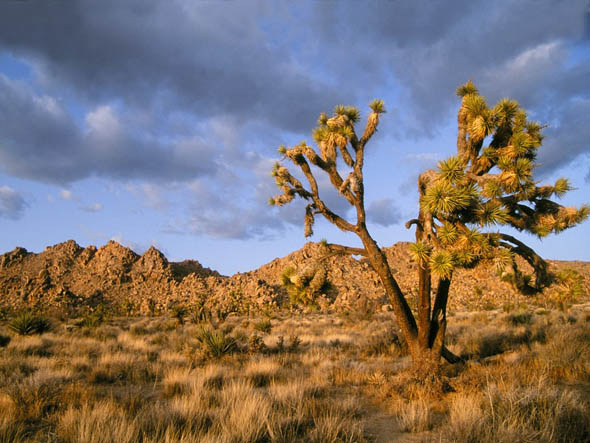 Joshua Tree National Park