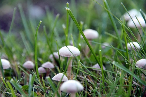 champignons