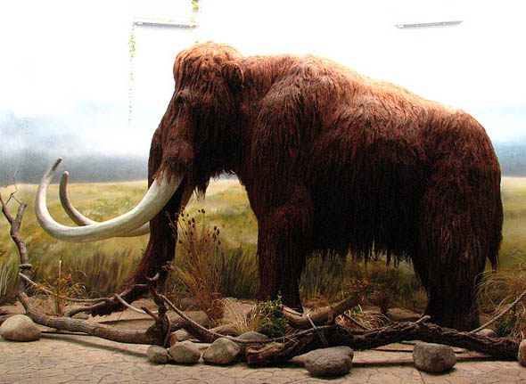 mammoth