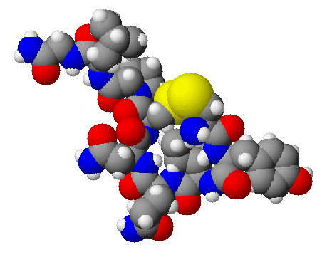 Ocytocine