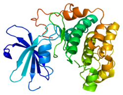 Protein_AKT2