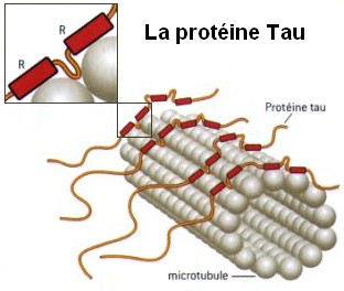 Proteine Tau