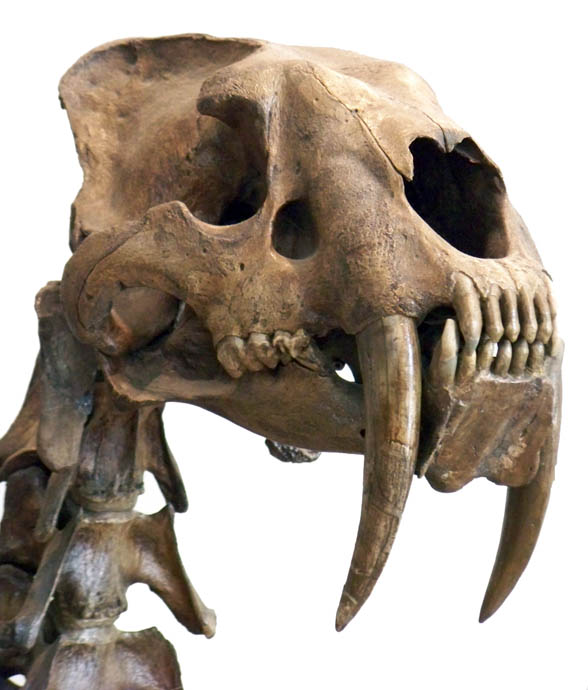 Crâne de Smilodon fatalis, disparu depuis 10.000 ans. (Wikimedia Commons)