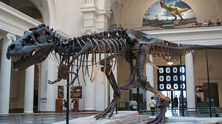 Le Tyrannosaurus rex "Sue"