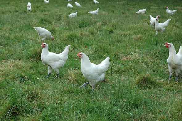 poules