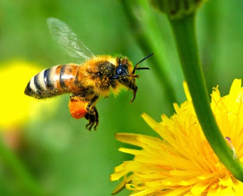 Abeille s'apprêtant à butiner une fleur