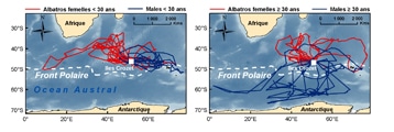 © Vincent Lecomte - Les trajets en mer des albatros de Crozet suivis par balises Argos révèlent que les « vieux » mâles voyagent en Antarctique, dans des secteurs différents des jeunes. Aucun changement de stratégie alimentaire n'est observé chez les femelles plus âgées.