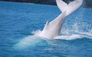 baleine blanche 