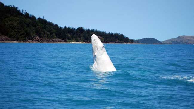 baleine blanche